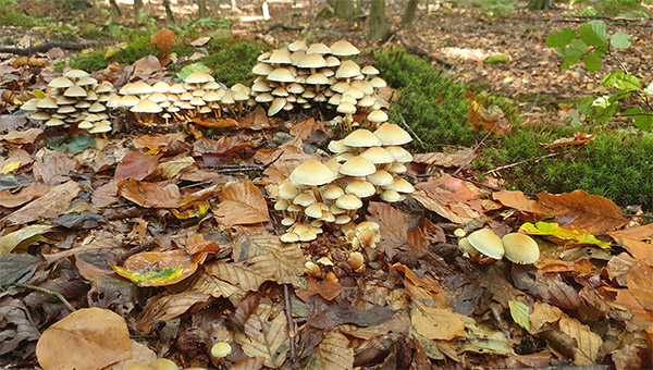 Herbstliche Impressionen im Wald.